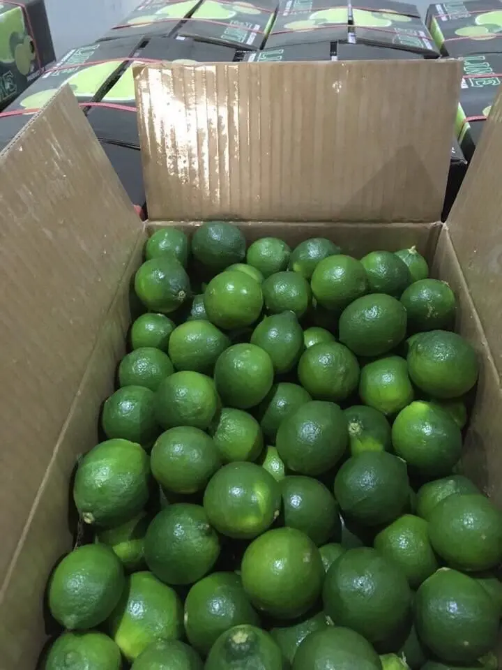FRESH green LIME  BEST PRICE from Vietnam, call  +84963818434 whatsapp