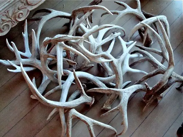 Cheap price Red Deer Antlers, Red Deer Antlers Horns, Naturally Shed Whole Red Deer Antlers/  bulk deer antlers / deer antlers