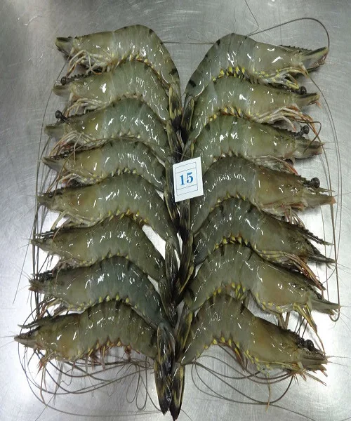 HOSO, HLSO, PD Fresh Frozen Vannamei Shrimps and White Shrimps from Vietnam