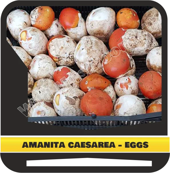 Свежие натуральные грибы. Аманита цезария (гриб Цезаря)-яйца первого класса