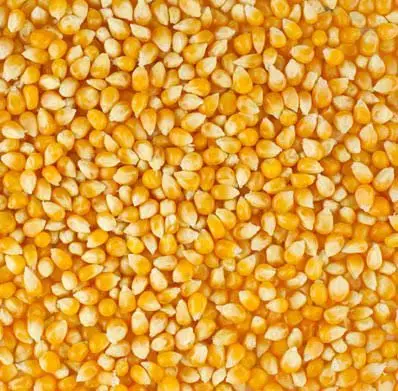 Yellow Corn Maize66.jpg