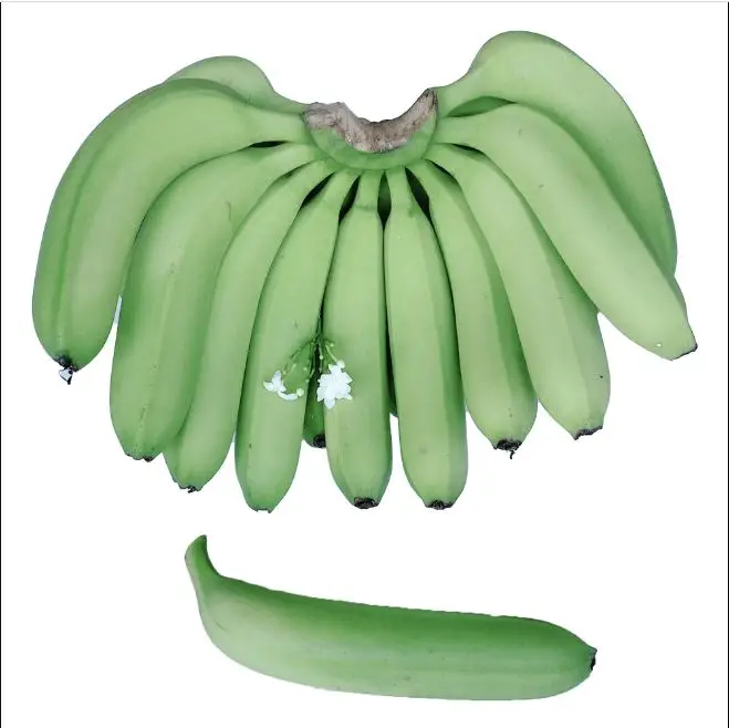 BEST QUALITY BANANA SELLER / EXPORTER / MANUFACTURER