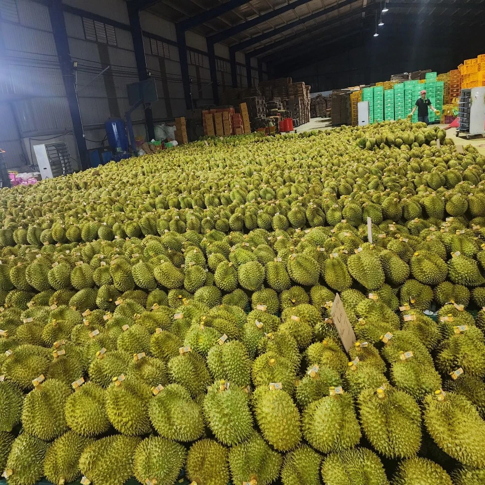 VietNam Packing Box 6-9 Fruist Fast Delivery Best Premium Quality Ri6 Thai 1 Durian Fresh Delicious Export VietNam Manufacture