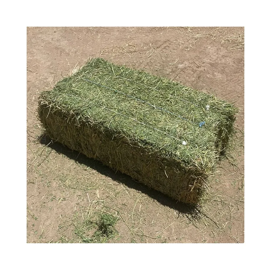 Quality Alfalfa Hay for Animal Feeding and Seeds Bales Cattle Food