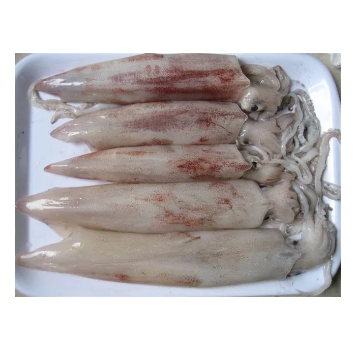 Bulk Stock Available Of Frozen Whole Loligo Squid (Seafood) At Wholesale Prices