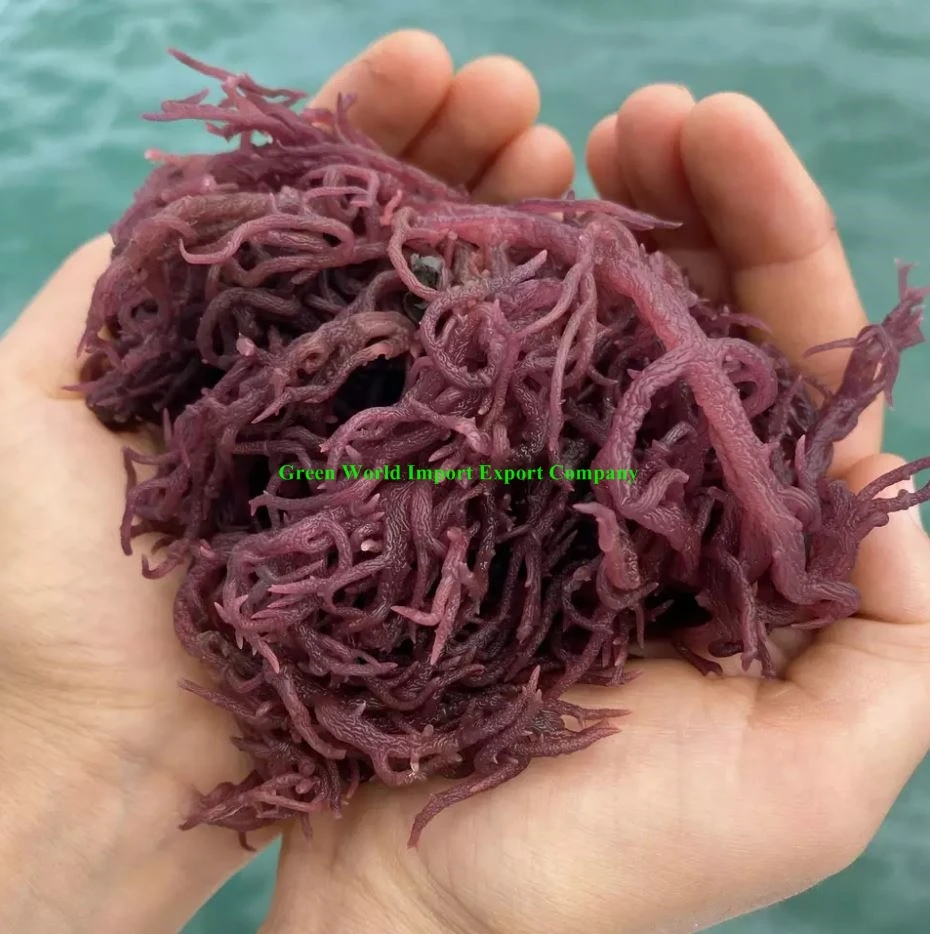 Натуральные Сушеные Водоросли-SEAMOSS из Вьетнама-сушеные Золотые/белые EUCHEUMA COTTONII-сушеные фиолетовые водоросли по хорошей цене
