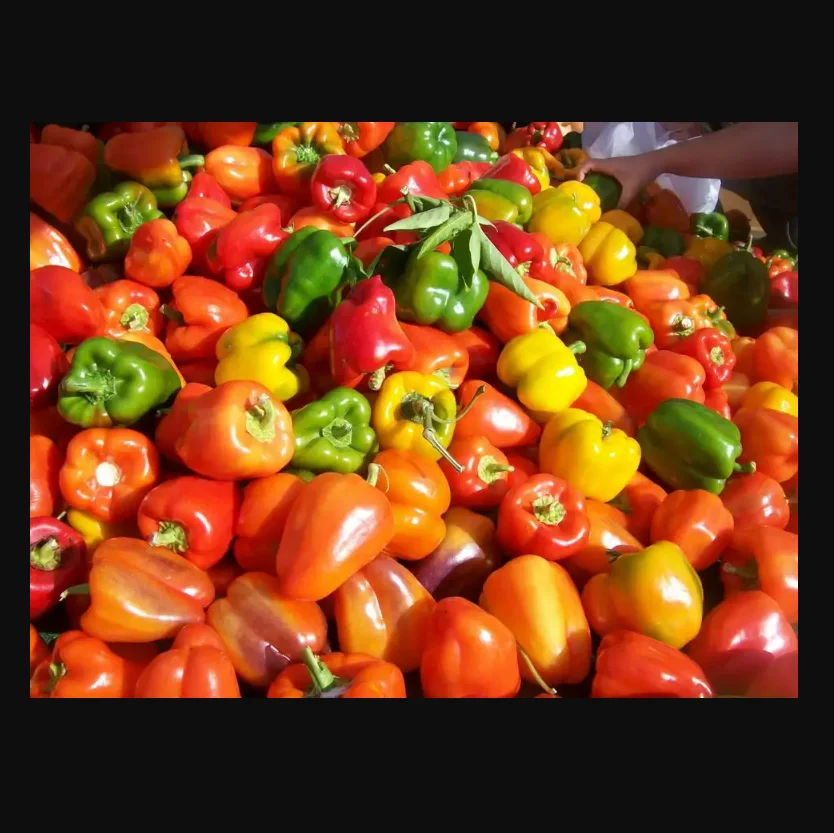 Top quality Bell pepper in cheap price for Sell top