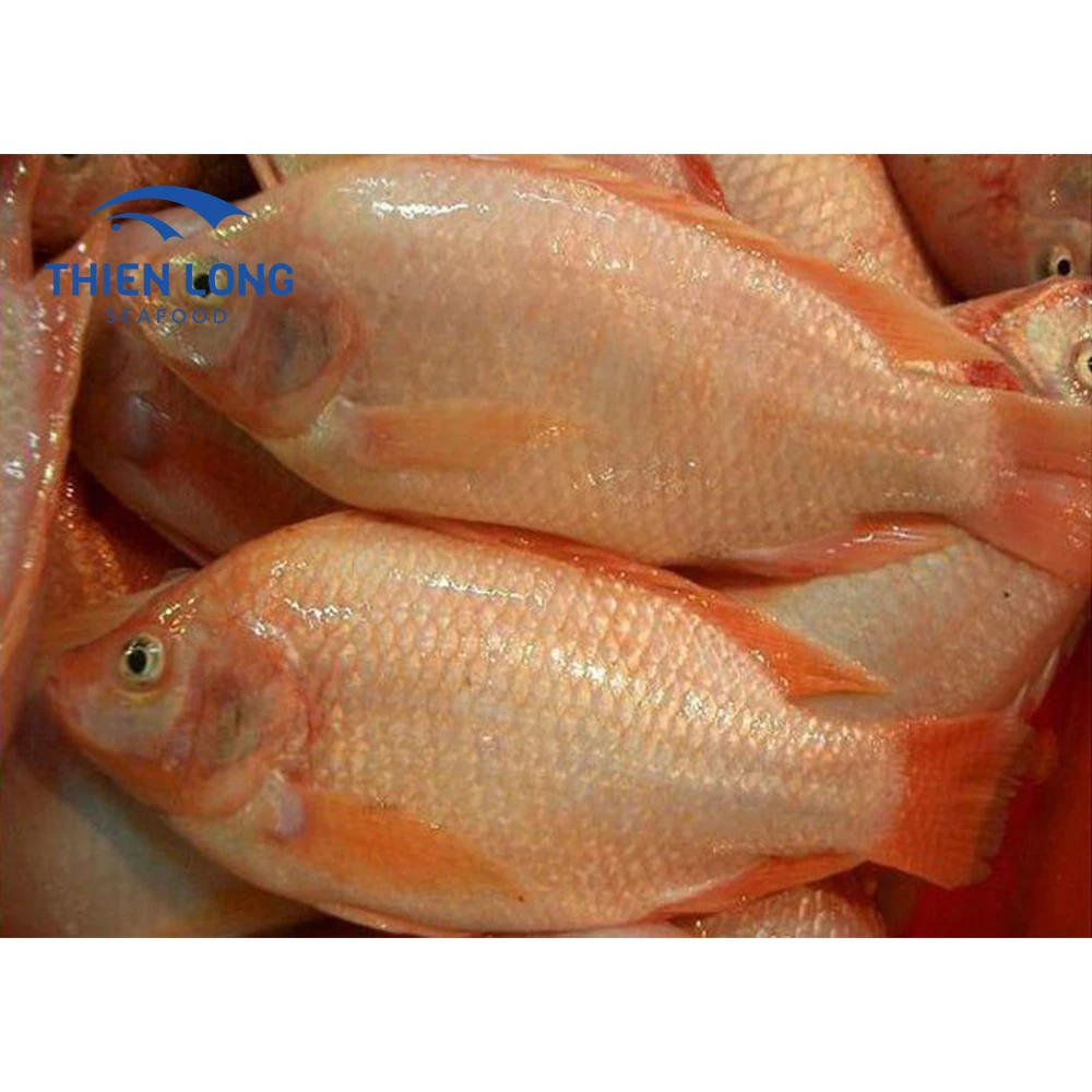 Wholesale High Quality Frozen Whole Red Tilapia With Weight 10kg ctn From Vietnam to make fish balls
