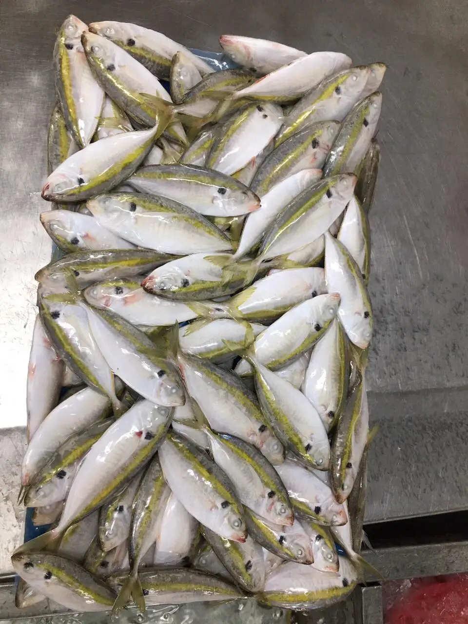 Good Quality Frozen Yellow Stripe Trevally Scad Fish Manufacturer made in Vietnam