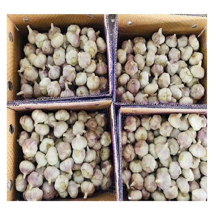 Wholesale white garlic fresh garlic with good price
