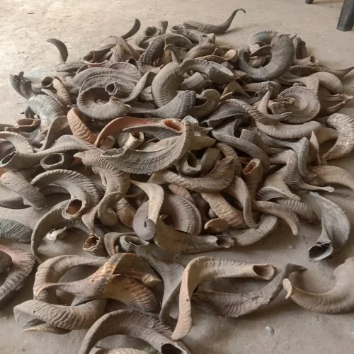 Ram Horn  Finished Ram Horn Raw Ram Horn Stocked From A Z Crafts