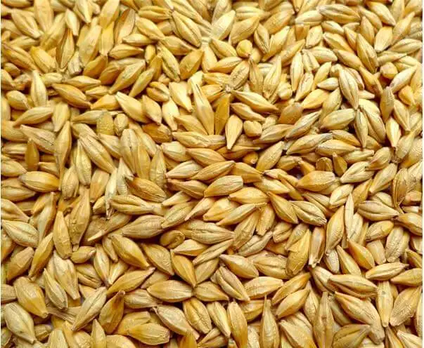 High quality animal feed protein feeding barley for cattle barley grain
