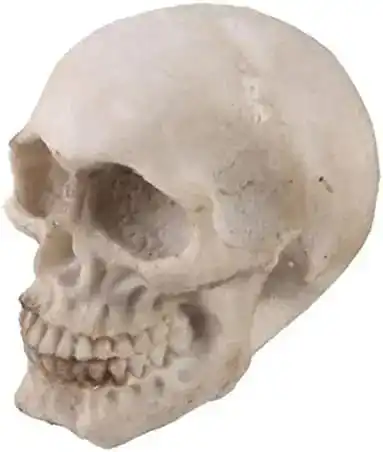 customized  handcrafted Eco friendly  resin human head  skull  sculpture  model  for home decor from India .