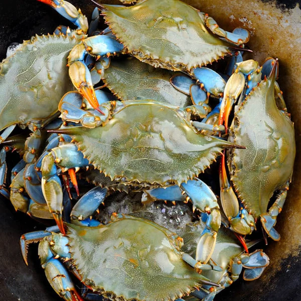 Wholesale Frozen Blue Crab Exporters