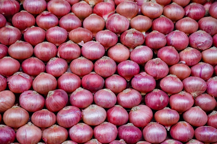 We export onion wholesale all over the world without any delivery charges, it is very tasty and healthy to eat