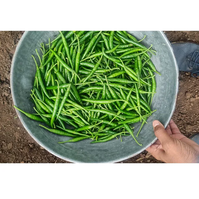 Best Quality of Fresh Green Chilli Customised Packing and Cheapest Price wholesale Exporter From India