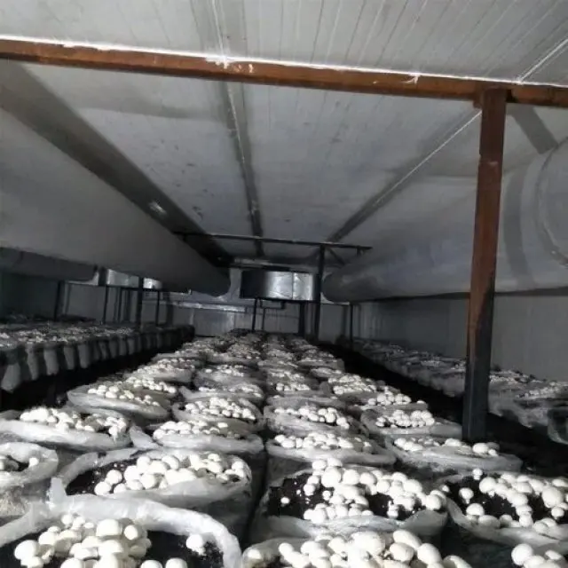 High speed mushroom fruiting chamber buy diy mushroom fruiting chamber automated mushroom fruiting chamber
