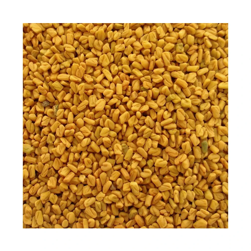 Wholesale Indian Spices Fenugreek Seeds Whole Yellow Color Round Shape Fenugreek Seeds Origin From India
