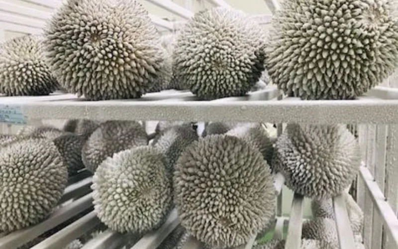 FROZEN DURIAN  - TAY NGUYEN SOURCE - Wholesale RI6 DURIAN