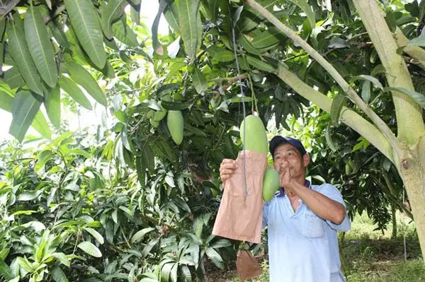 Высококачественное свежее манго на экспорт | Вьетнамские Фрукты/зеленое и желтое манго