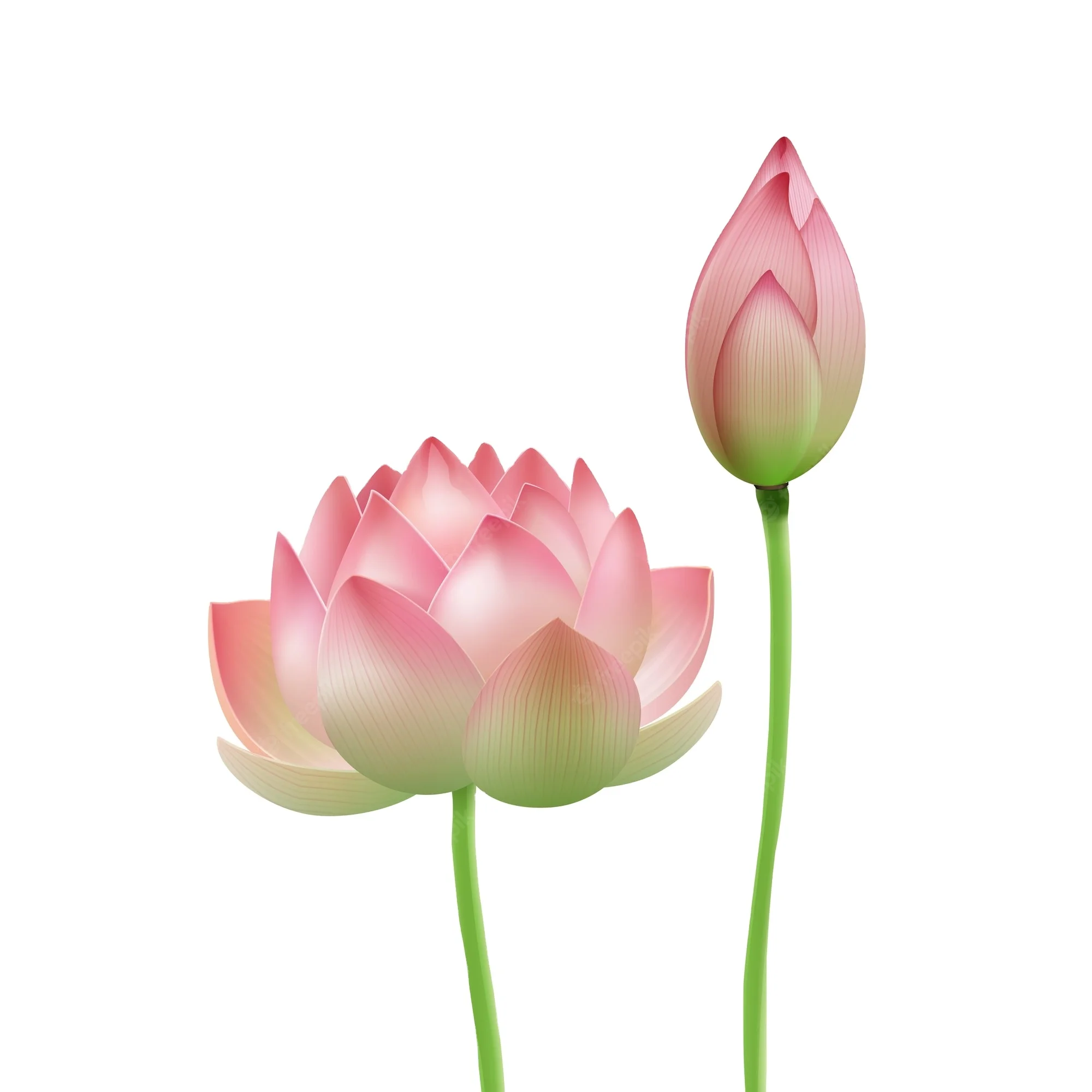 BEST PRICE FOR CONSUMER !!! BEST EXPORT COMPETITIVE PRICE FOR LOTUS FLOWER PRODUCT IN 2022