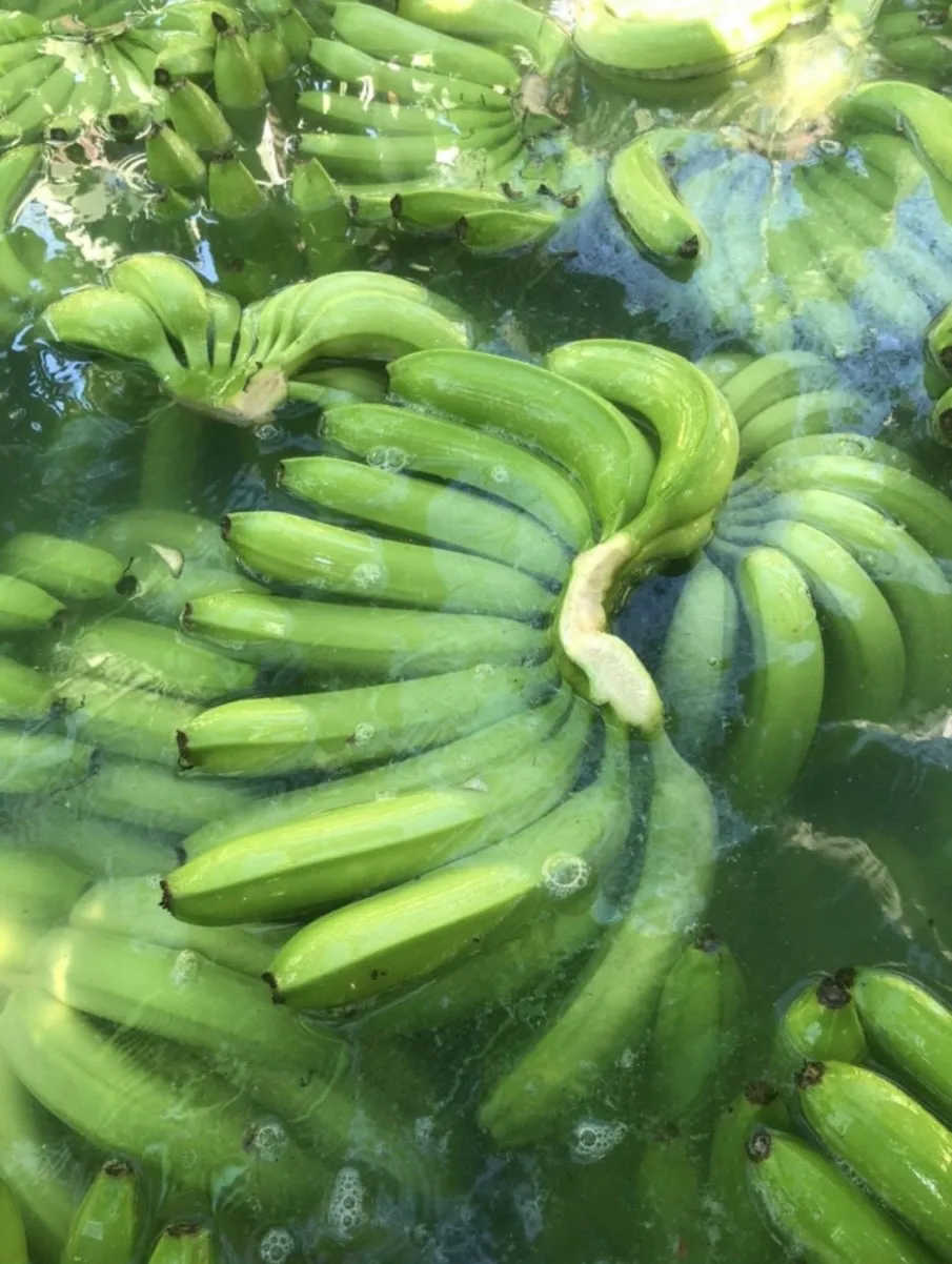 Fresh Cavendish Banana Exporting Grade A | Vietnam Agriculture Food CO., LTD