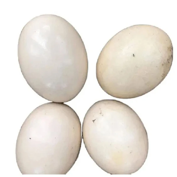 Brown Shell Table Fresh Ostrich Eggs Wholesale Fresh Farm Fresh Chicken Table Eggs