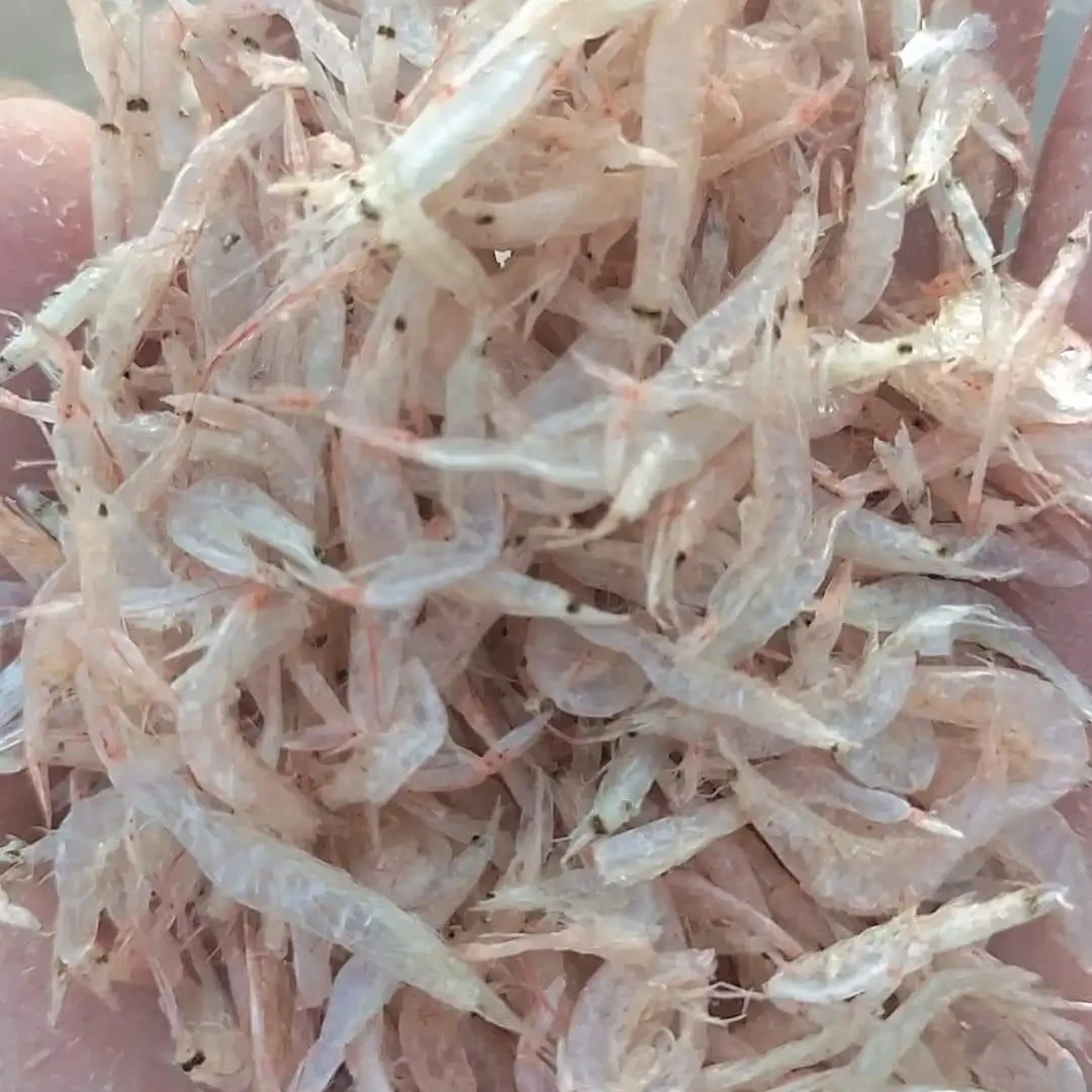 Freeze Dried Shrimp Wholesale Bulk Quality Seafood Ingredients HACCP Natural Color Dried Baby Shrimp Vietnam