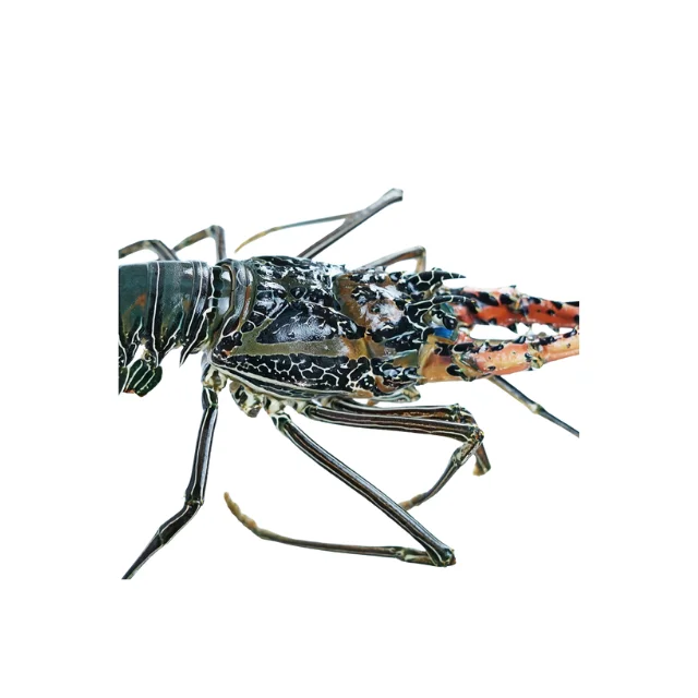 Good Quality Indonesian Lobster with Size 1000 grams Fresh Bamboo Lobster Whole Live Lobster in Styrofoam Box