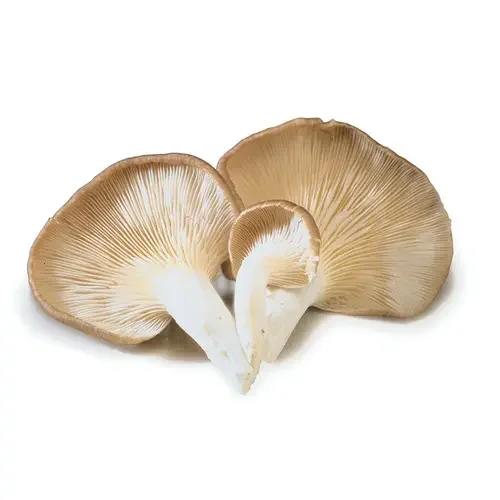 White Mushroom