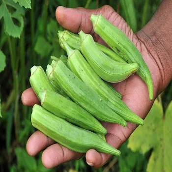 Buy Number 1 Fresh Okra Okra Buyers Import Manufacturers Wholesale Prices Vegetable Iqf Frozen Fresh Okra For Sale
