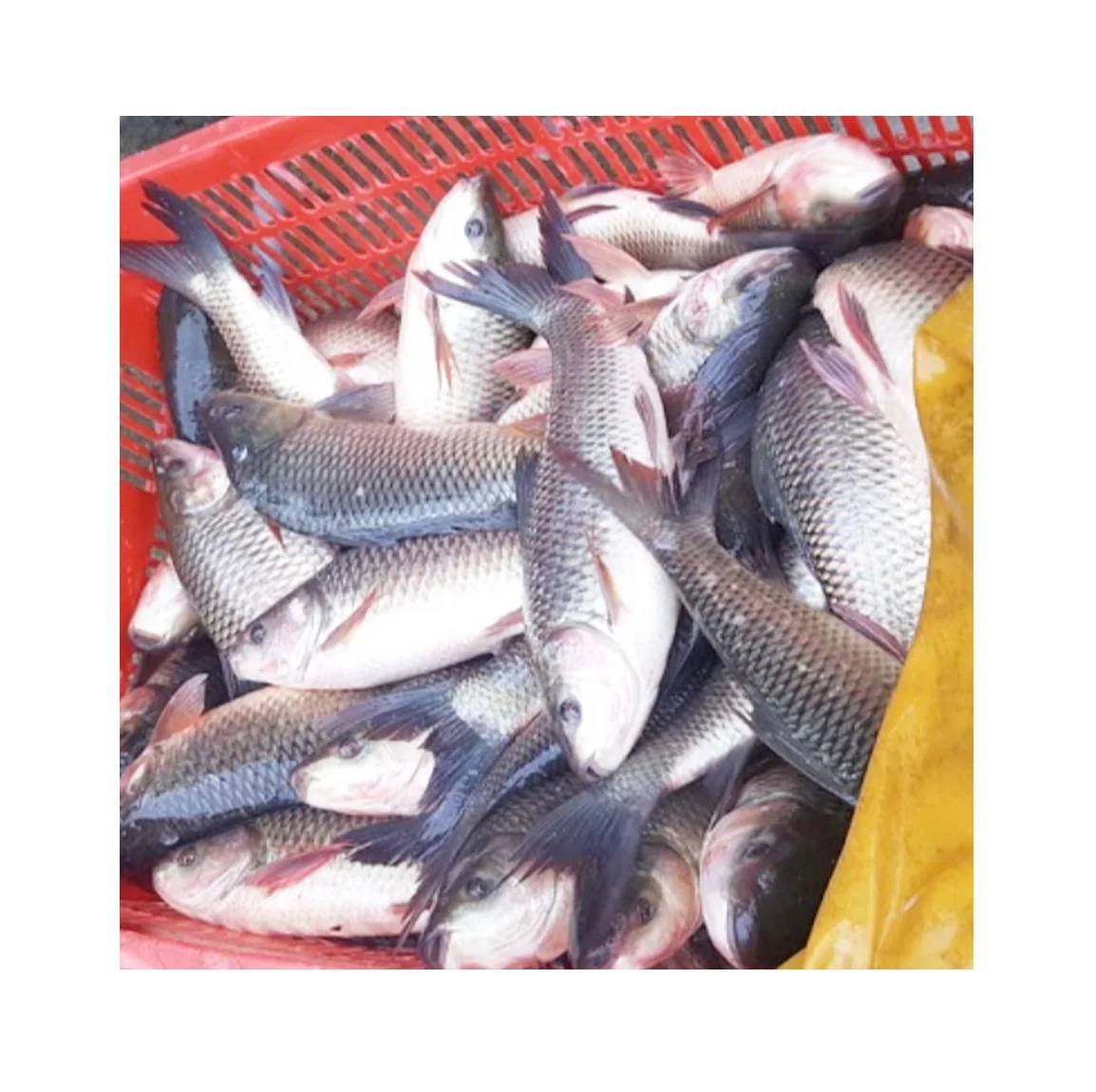 Competitive Price Seafood 1-2.5kg kg Per Piece  Delicious Natural High Quality OEM Service Frozen Rohu Fish