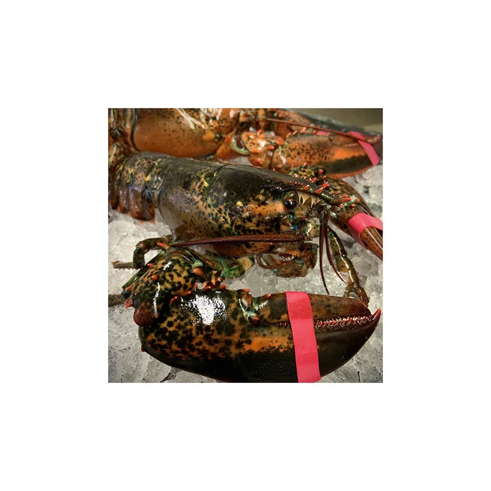 High Consumption Seafood Product Fresh Frozen Rock Lobster Selling Frozen Lobsters