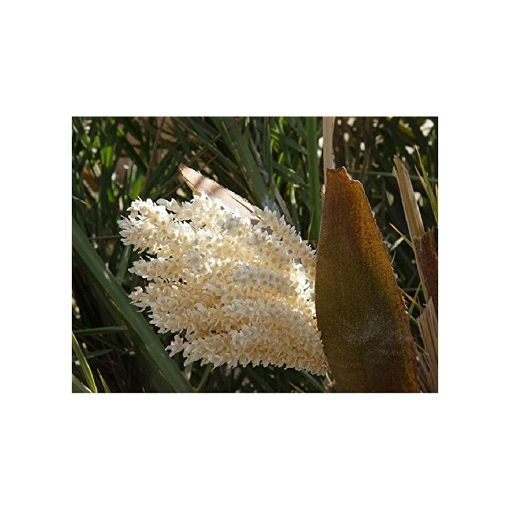 Wholesale Prices Sale Types Cell Broken Fennel Palm Rape Ginseng Organic Extract Powder Pine Bee Pollen