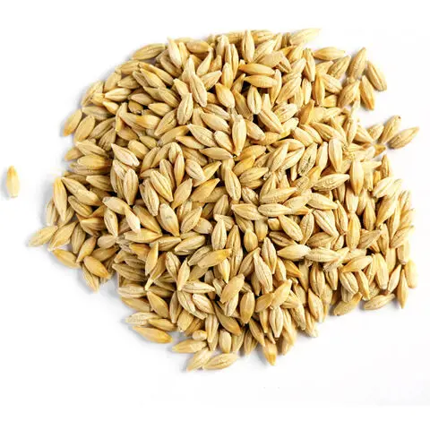 New top hot sale Barley grain hulled malted wheat for sale online barley wheat grain  discount price Wheat barley