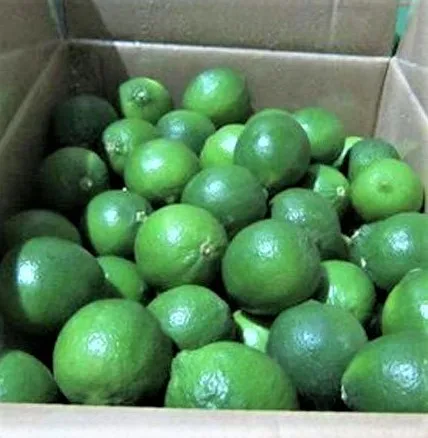 Fresh Green and Yellow Lemon Export Quality Organic Fresh Citrus Fruits at wholesale Price with Packaging