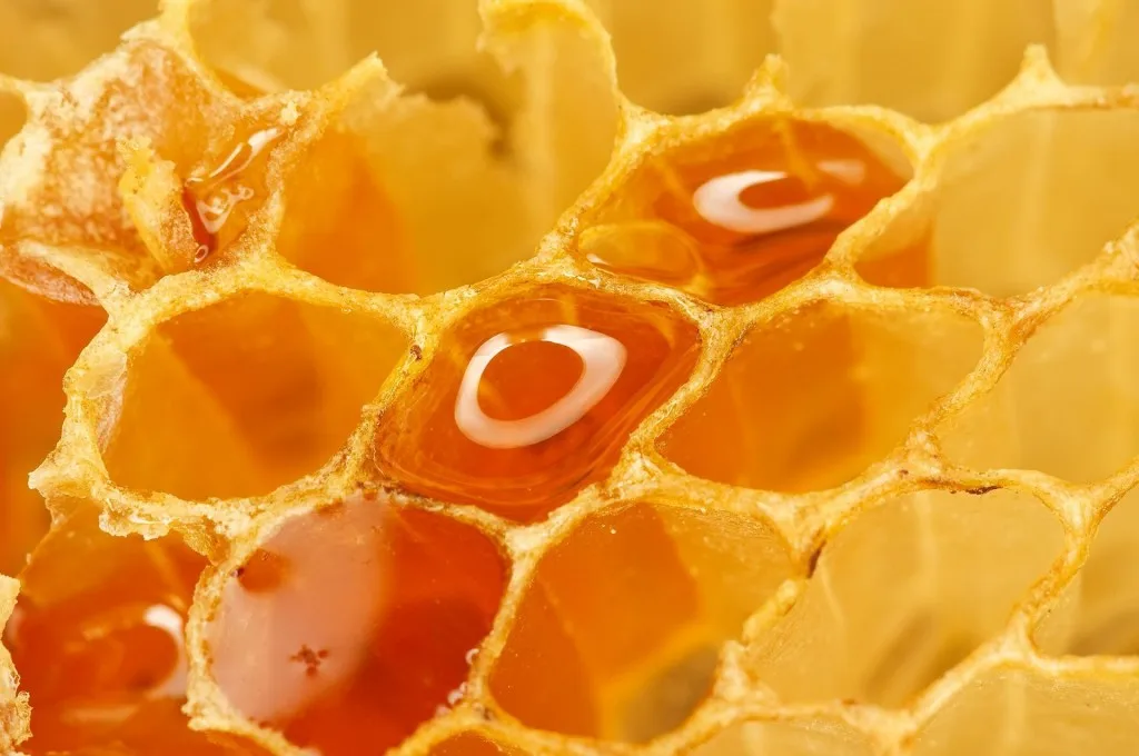 Top Quality Raw & Unfiltered Honey Bee Bee Product From Tasabee Vietnamese Supplier-Get Live Quotes Now!
