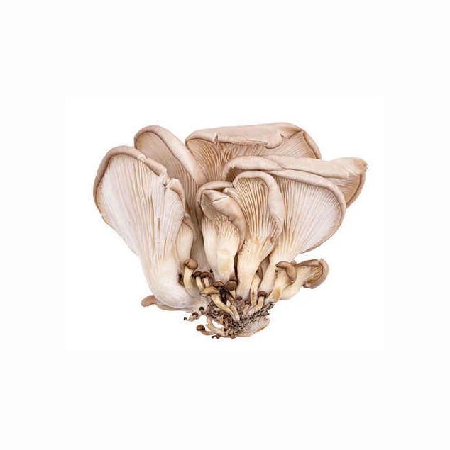 Factory Direct Sale Healthy Fresh Dried Oyster Mushroom Native Product Nutrition Oyster Mushroom