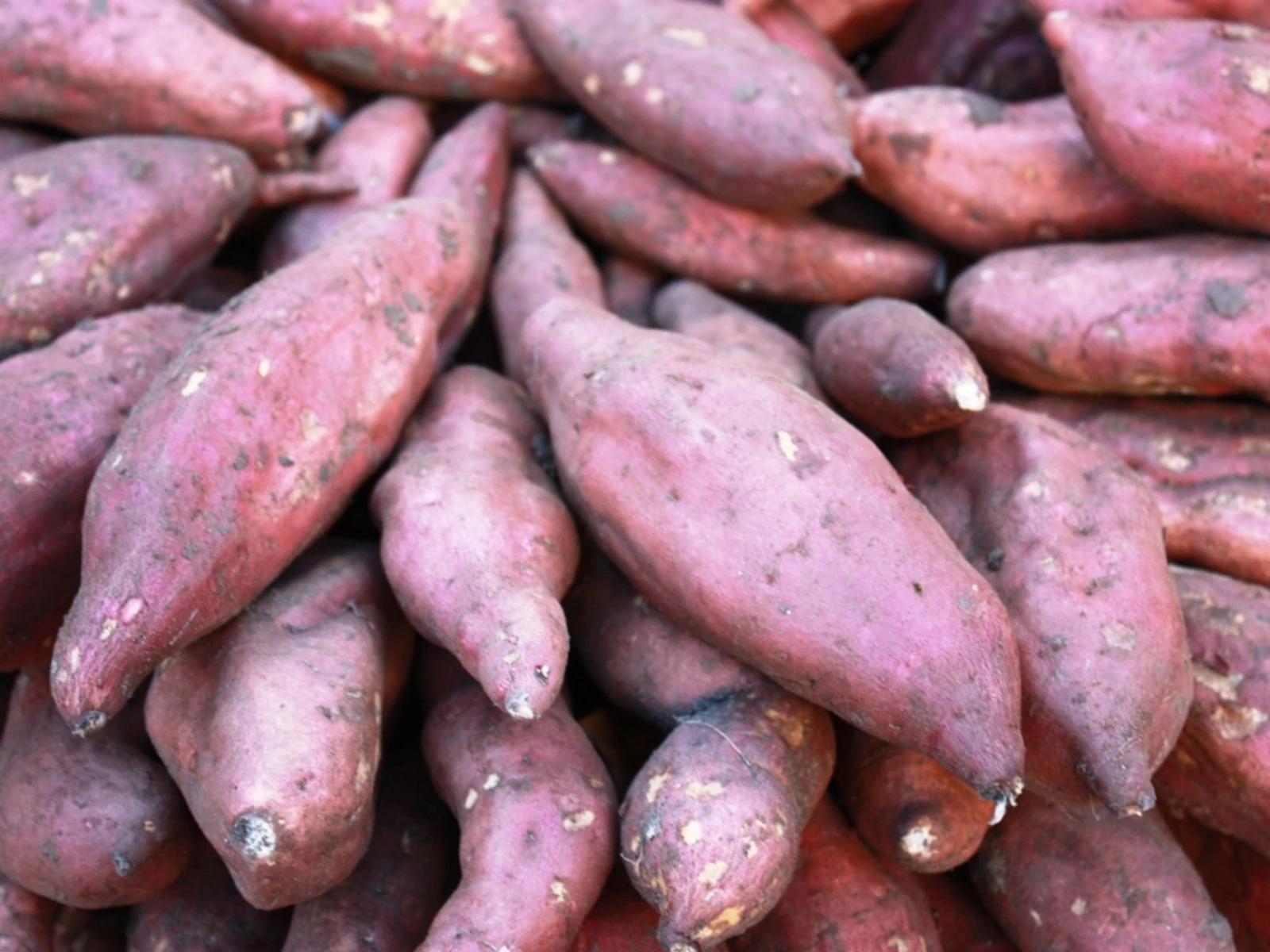 100%  High Quality Exclusive Fresh SWEET POTATOES available for export at a Cheaper Price