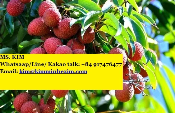 KME Seller  good quality Lychee Fruit at cheap price -- HP 0084 917 476 477