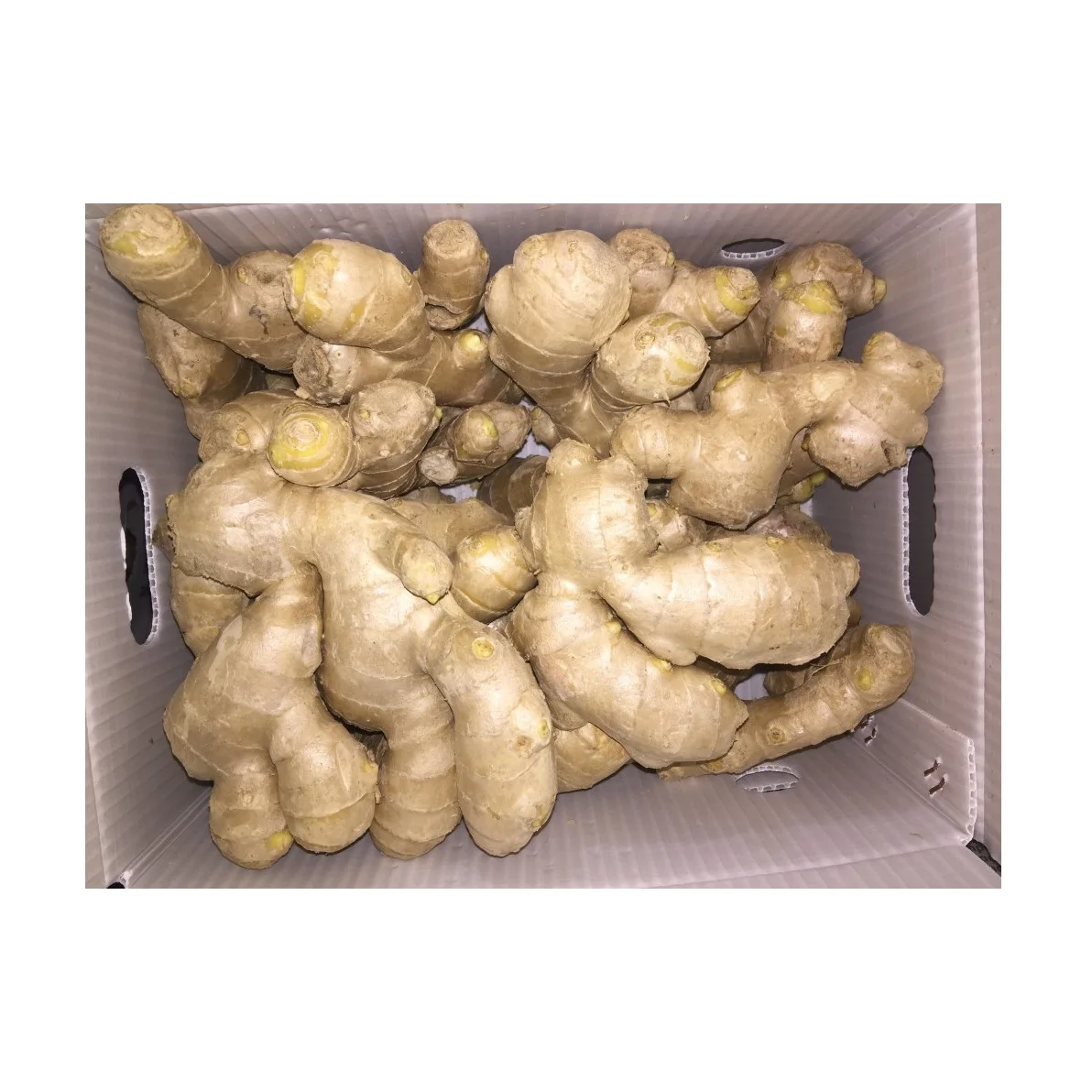 Cheapest Price Supplier Bulk Fresh Ginger Root Wholesale Fresh Vegetables Ginger With Fast Delivery