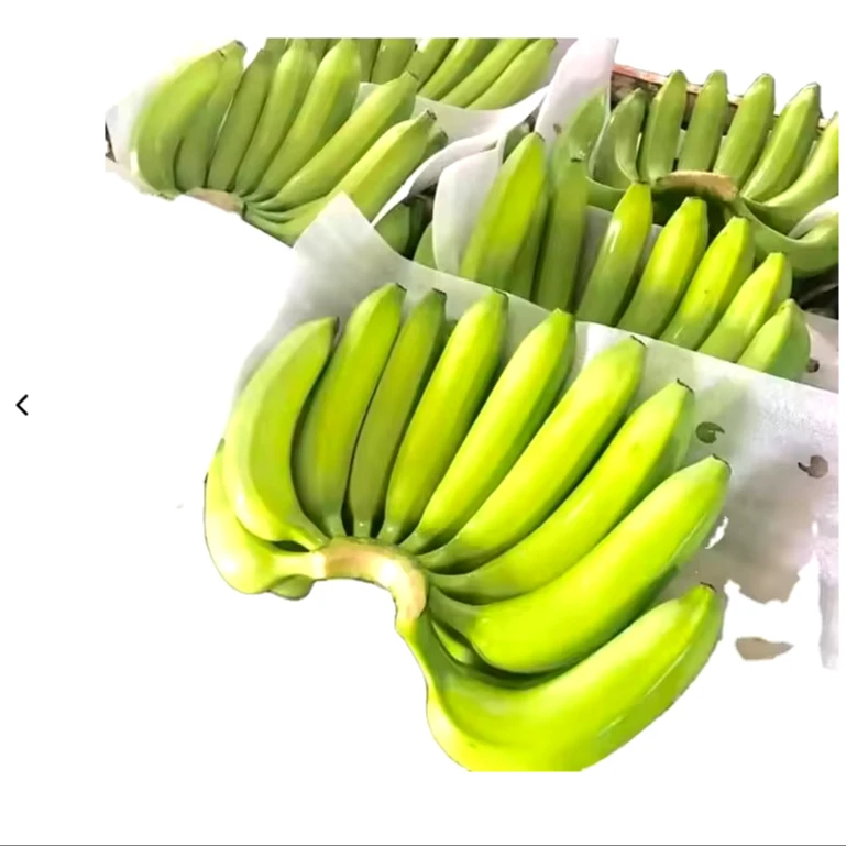 BANANAS from ECUADOR Yellow Green PREMIUM Tropical BANANA Style Cavendish Color Weight Origin Type Certificate Quality Variety