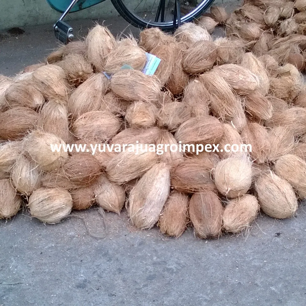 High Quality Fresh Semi Husked Coconut Manufactures in India to Malwi Peru Mexico Kenya Ethiopia Colombia Uganda