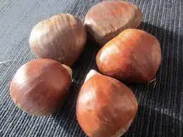 Fresh Chestnut for Roasted chestnuts