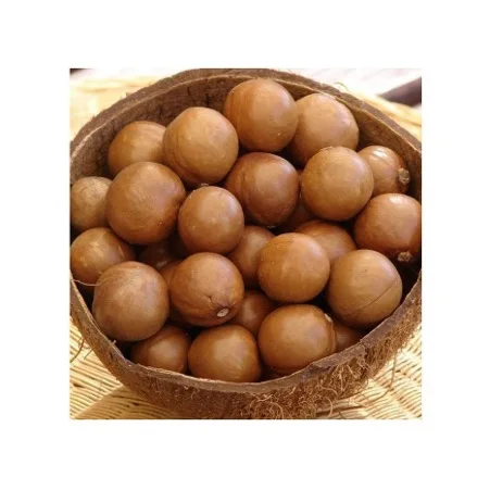 100% QUALITY GUARANTEE Macadamia Nuts, Roasted Macadamia, Organic Macadamia Nuts USA Gold Data
