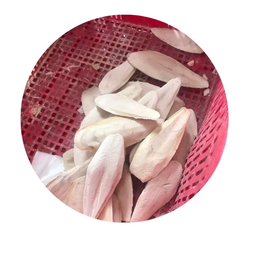 Dried Cuttlefish bone for birds food cuttlebones  sun dried cuttlefish bone sale best quality squid cuttlefish bone/+84988872713