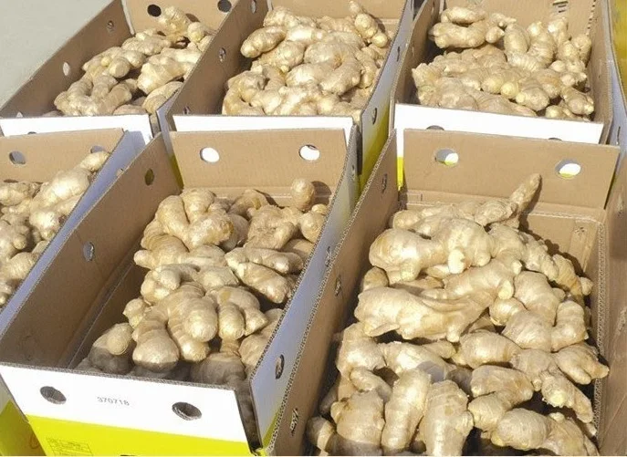New 2023 Crop - Vietnam Fresh Ginger, Ginger Powder, Dry Ginger - Vietnam Spices - Ginger Exporter - Ready For Delivery