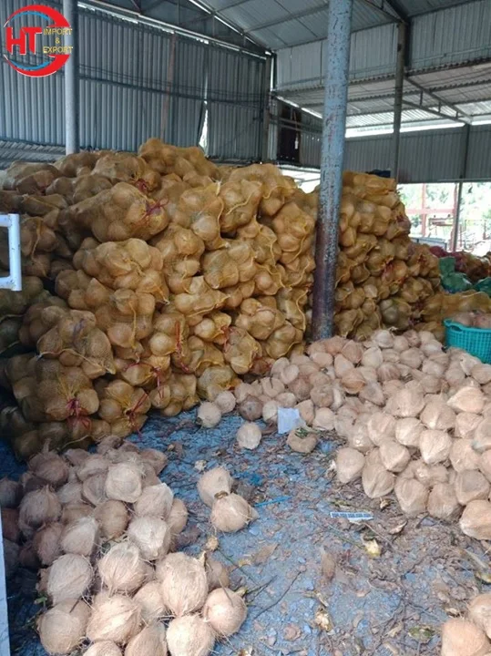 Convenient Use Vietnamese Export Sweet Organic Husked Fresh A Grade Young Coconut With Ring Pull (Shell Peeled & Polished)