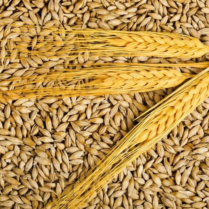 Barley Grains Premium Barley Seeds/Animal feed barley/bulk barley grains Malted Barley Malt grain for sale Top Grade