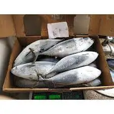 Frozen Seabream